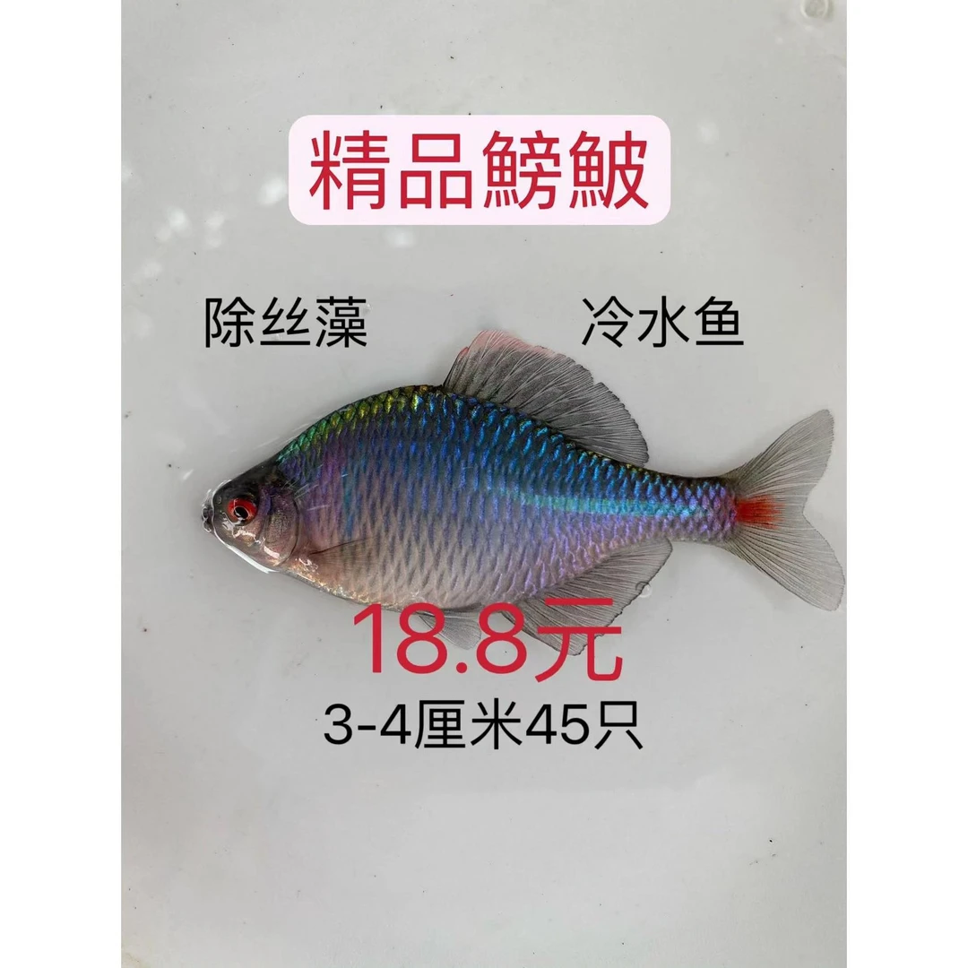 好养淡水淡水观赏鱼高体鳑鲏旁皮鱼菜板鱼除藻冷水小型群游原生鱼