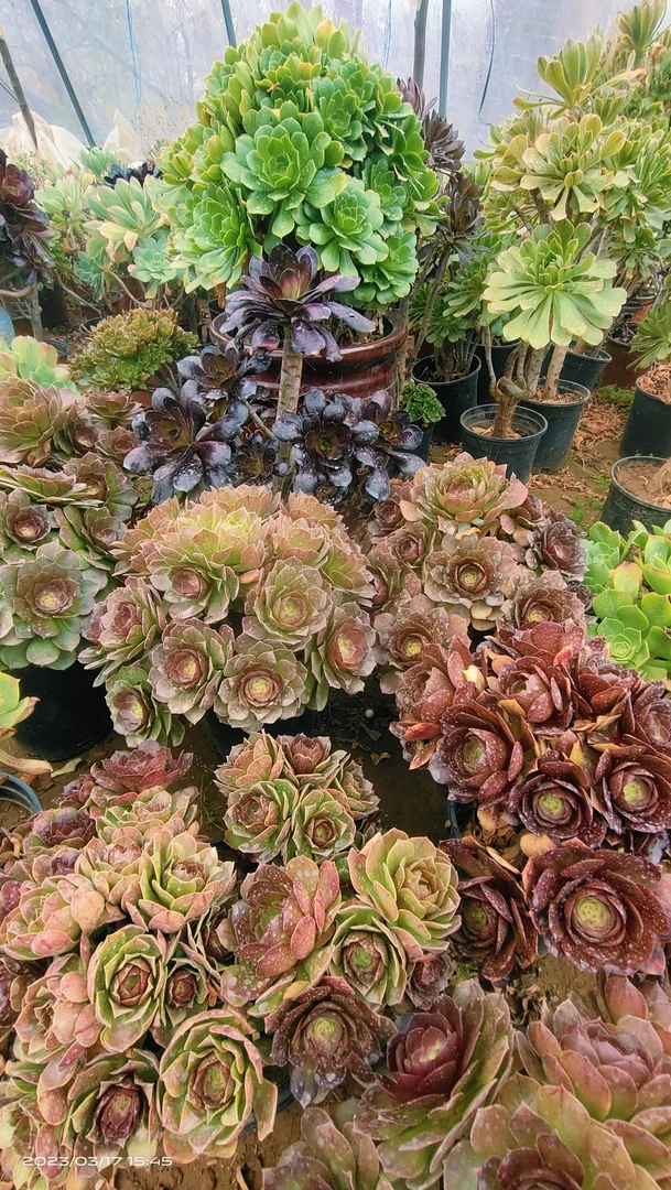 小葛花卉一物一拍所见即所得规格不同价格不等看货定价 满38包邮