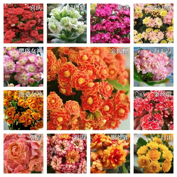 精【8cm小盆集合】A级一代苗  原盆原土