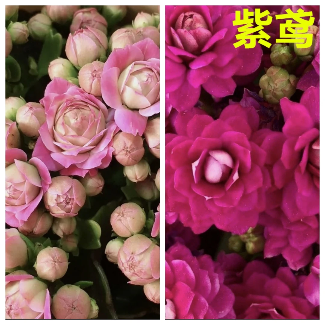 璎珞-紫鸢2盆8cm盆组合长寿花