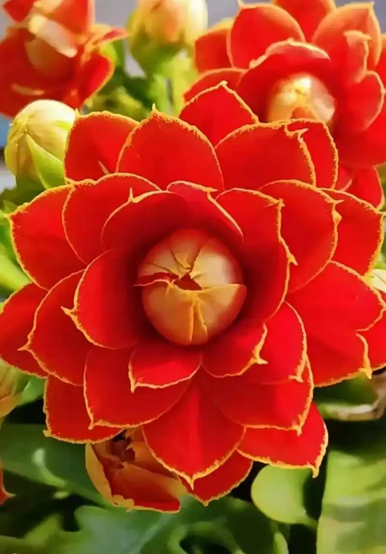 金狐狸长寿花11cm盆