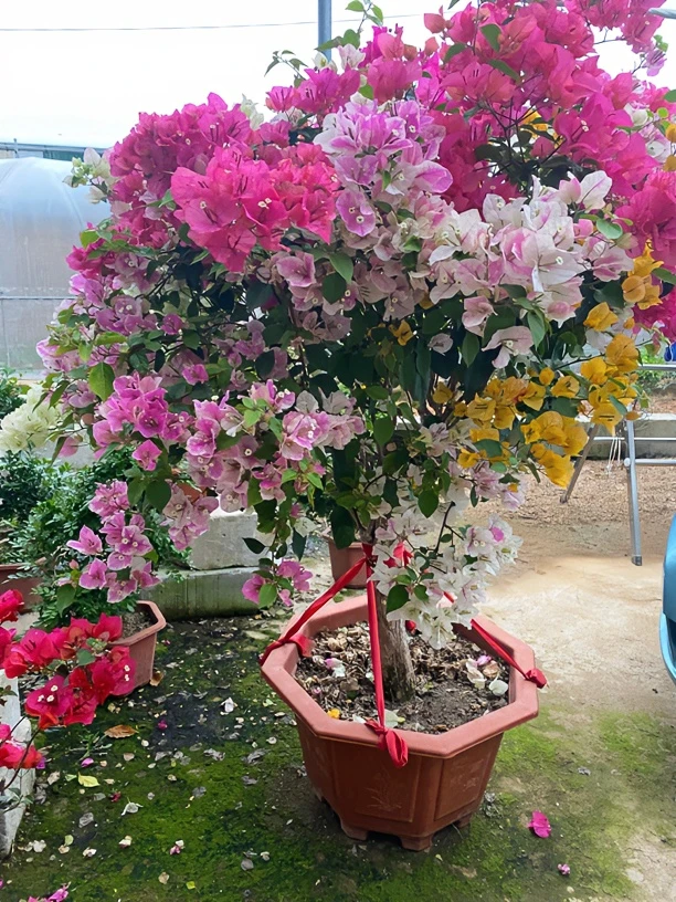 四季循环开花优美老桩嫁桩多色三角梅养护原盆原土发货好养易活