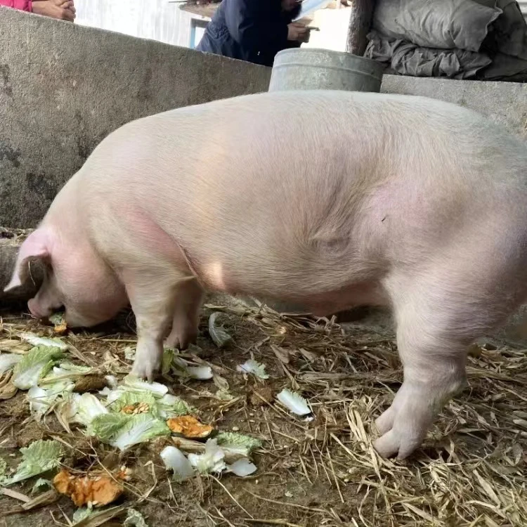 4.土猪肉【直播间称重改价】广西河池农家自养土猪肉