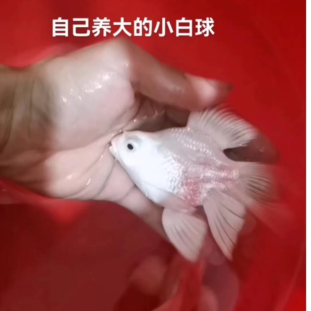 直播间蝴蝶鲤白球体普身活体饲养，拍下默认练手鱼