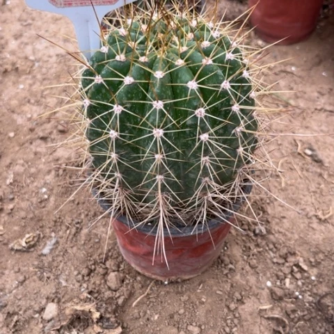 是***！0065。毛花柱荣耀自花