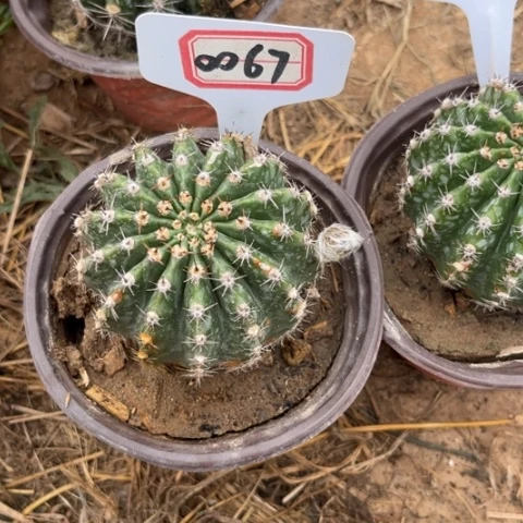 锦**花0067。仙人球彩草哦天堂有斑