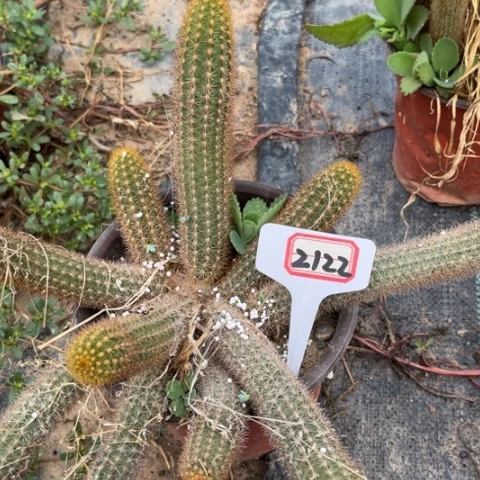 恋*朱2122。金妞。