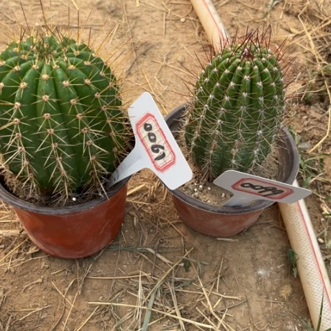 麦*0099。0061。毛花柱七仙女，大满贯