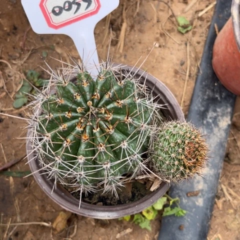 薇***园0033。仙人球彩草072