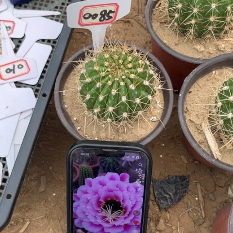 0085。毛花柱七仙女