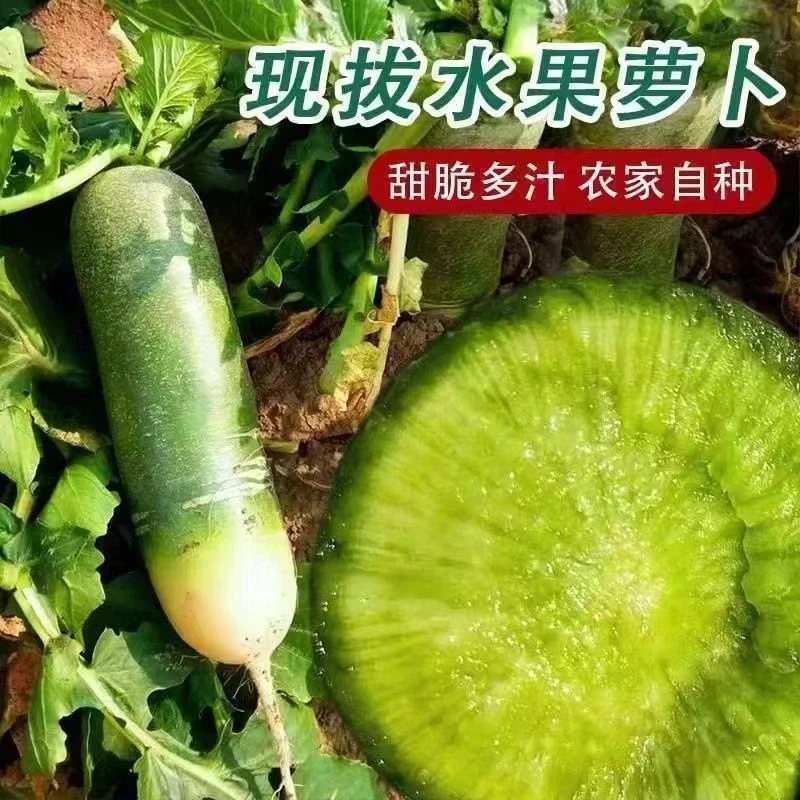 正宗滕州水果萝卜生吃甜脆微辣青萝卜农家自种现挖现发新鲜