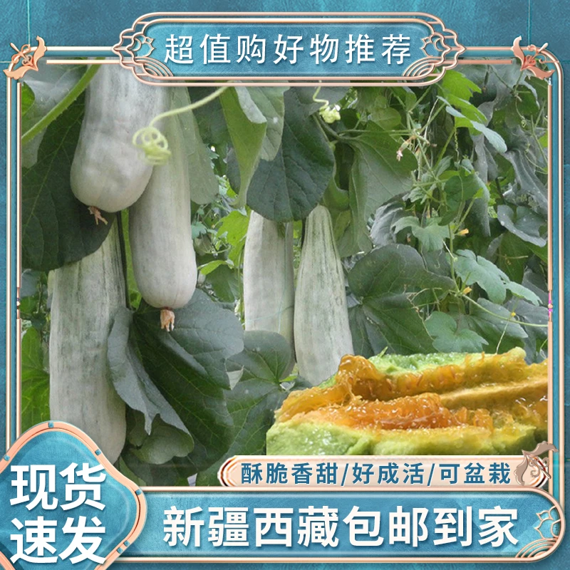 【新疆包邮】可盆栽羊角蜜甜瓜种籽羊角酥甜瓜香瓜春季四季水果