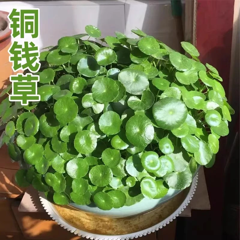 【新疆包邮】铜钱草水培盆栽绿植物客厅办公室花卉绿萝水养金钱草