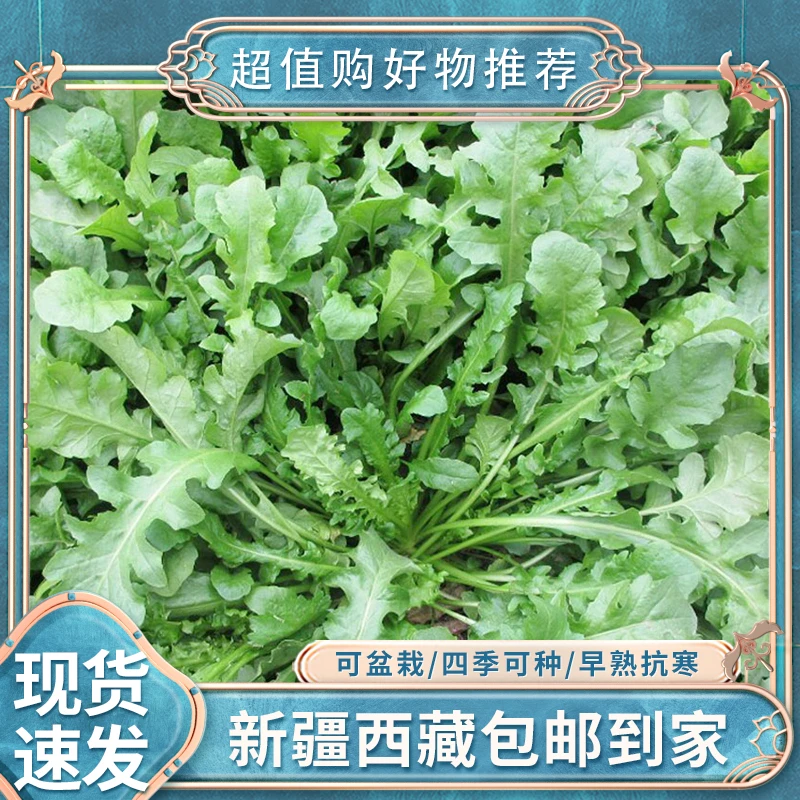 【2袋6000粒丨新疆包邮】荠菜种子大全大叶春野菜种籽食用盆栽荠菜