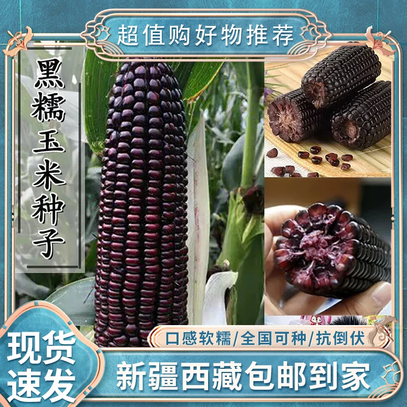 【新疆包邮】可盆栽紫黑糯玉/米种子黑珍珠高产四季可播苞米