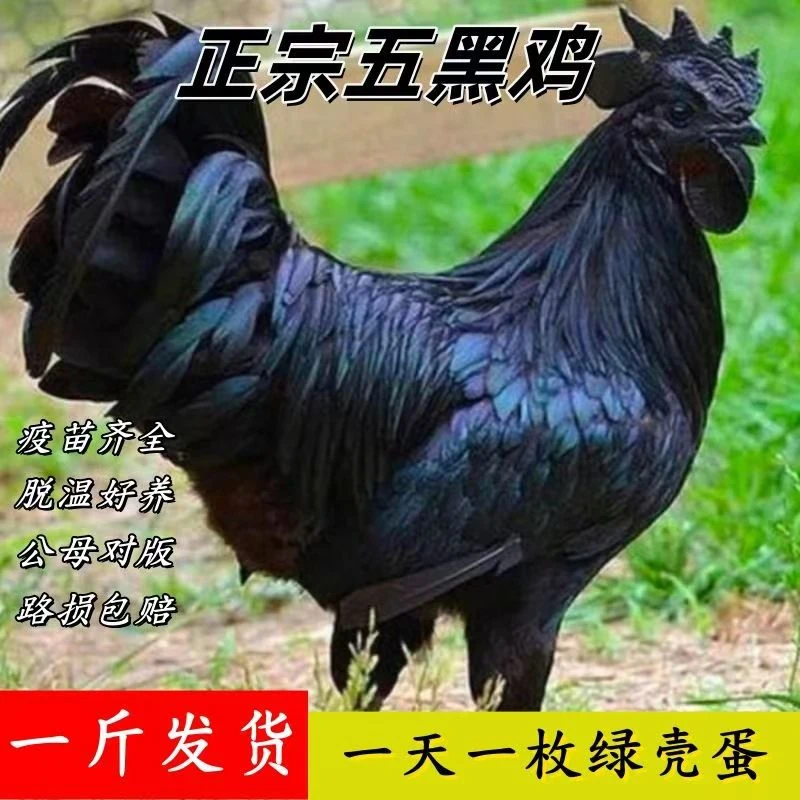 散养五黑鸡1斤左右5只（五黑整鸡）