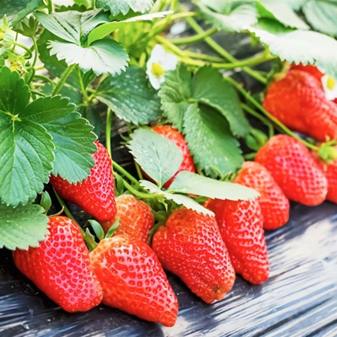 奶油久香越心天使雪兔梦之莹草莓苗当年结果现挖现发花盆菜园栽种