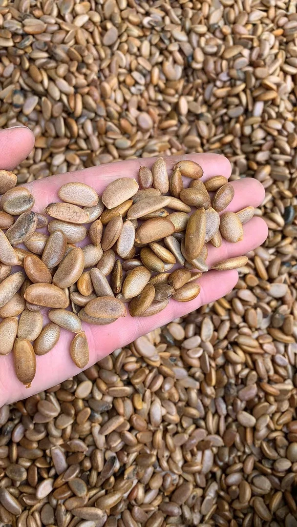 金弹子品种果纯干子