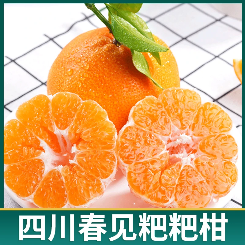 【自然成熟】四川春见耙耙柑 新鲜应季 新鲜采摘 5-8斤