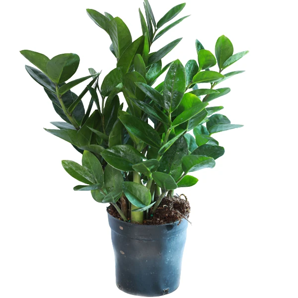 金钱树精品园艺盆栽净化空气耐旱耐阴室内易养生机勃勃自然有品味