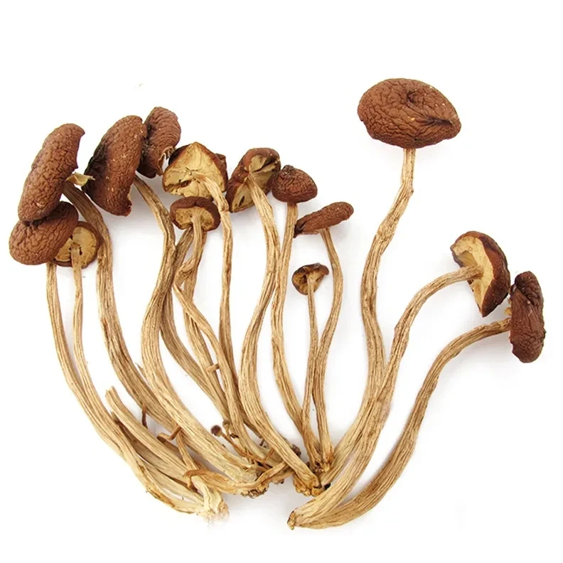 鹤峰县金阳食品茶树菇袋装250克