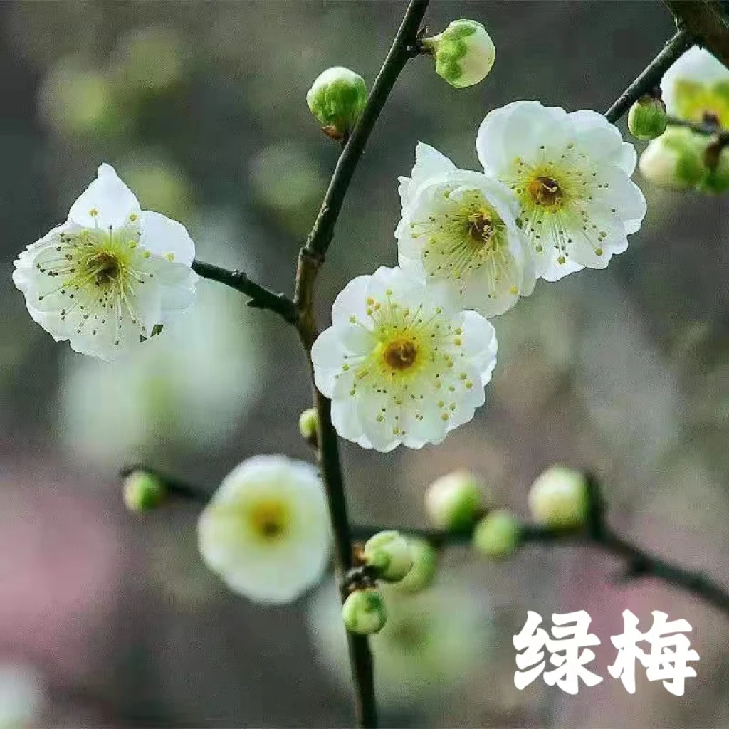庭院耐寒绿植花卉室内绿梅盆栽树苗地栽盆栽耐寒抗冻四季好养阳台