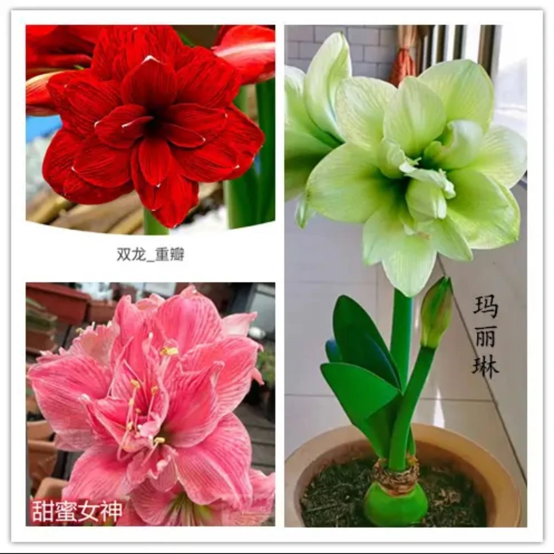 【3个不调换】朱顶红种球直径5-6厘米送肥（不送种球）