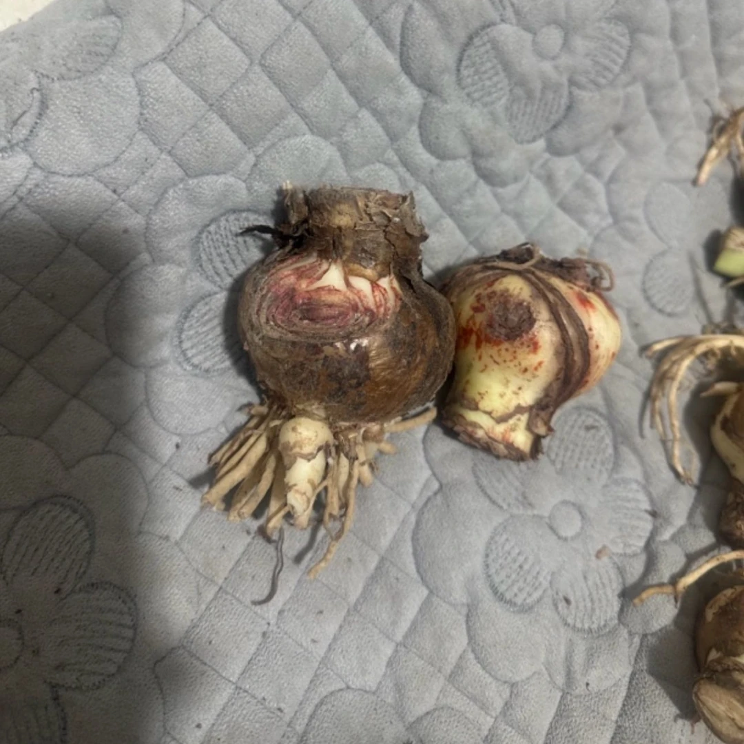 【6颗】残次球混色 朱顶红种球3-5厘米送肥料