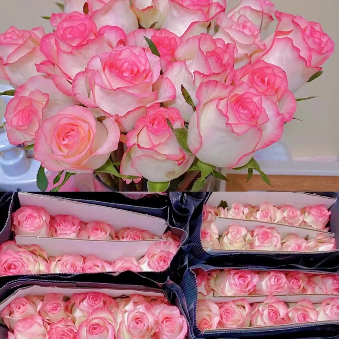 多头爱莎 玫瑰 云南昆明基地直发10%不售后