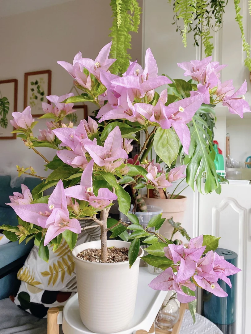 金夫人·三角梅四季勤花大苗【40-50cm左右】带花带盆开花阳台庭院