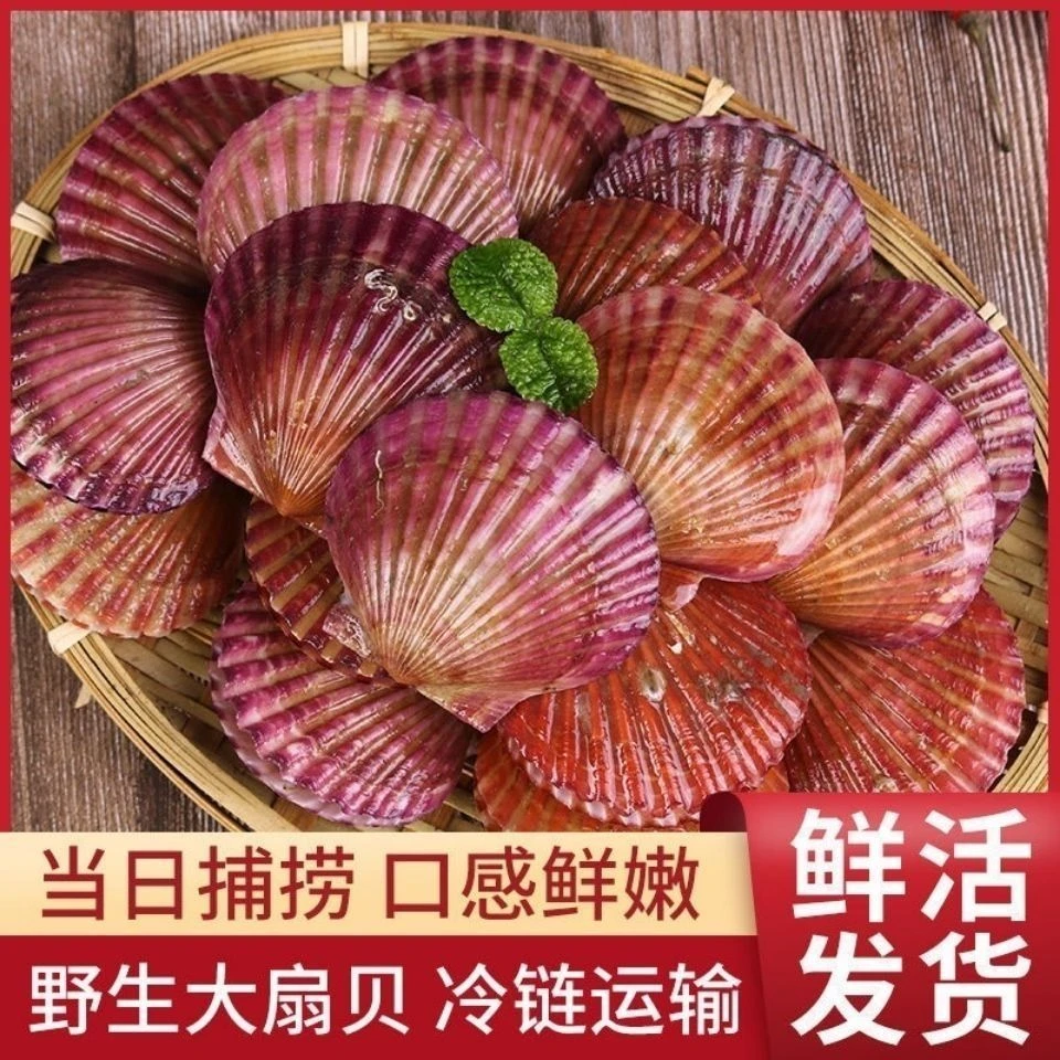 鲜活扇贝小红贝鲜甜肥美鲜活发货保鲜保肥不保活顺丰包邮