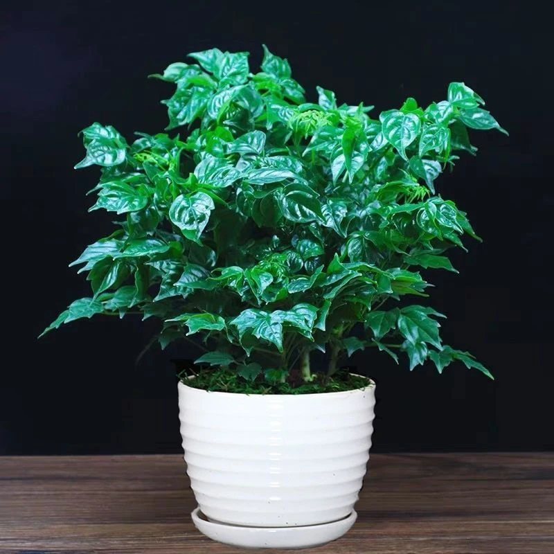 平安树幸福树盆栽室内植物四季常青绿植花卉绿宝易活树苗好养夏季