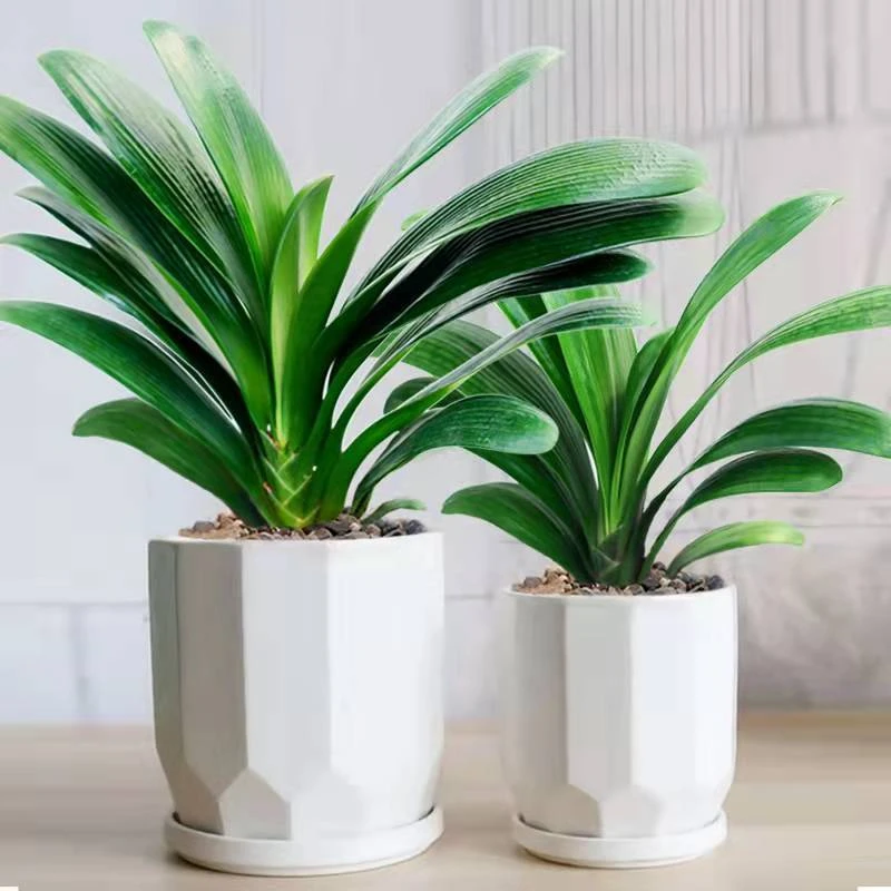 【爆款】君子兰盆栽花卉绿植兰花苗四季常青开花植物室内阳台