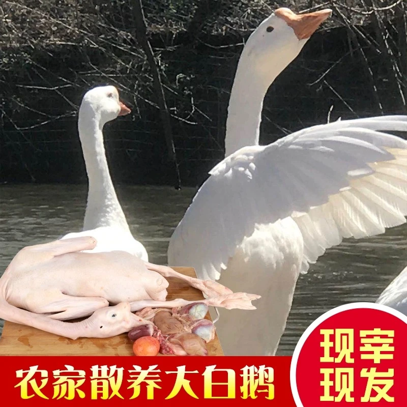 三年正宗农村农家散养会飞新鲜老土鹅大白鹅鹅肉