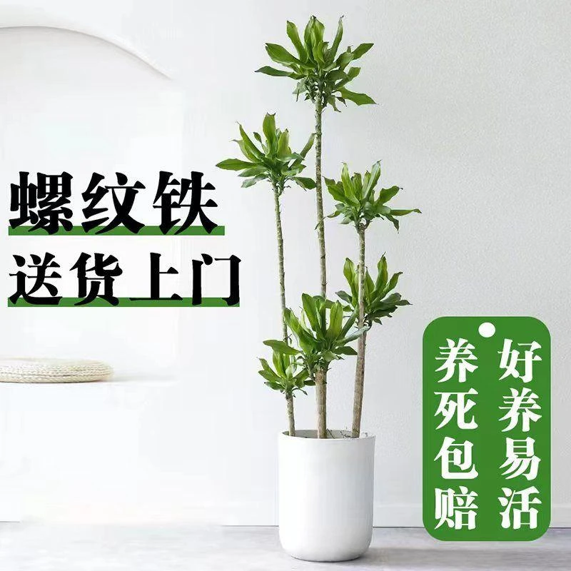 【平思美悦】大型螺纹铁1.3-1.4米室内客厅好养高颜值盆栽菱形盆