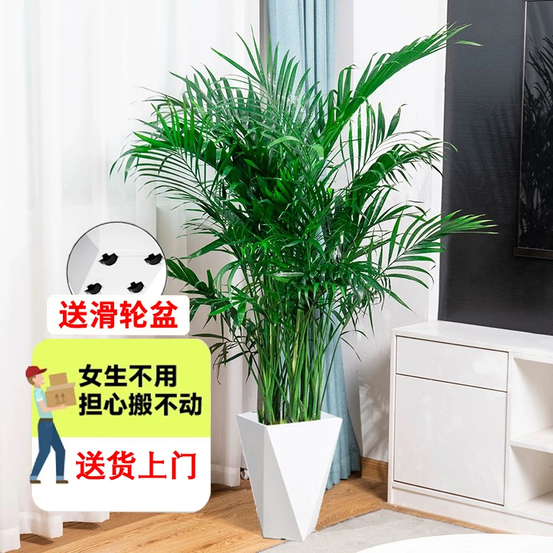 【平思美悦】【北方过冬】1.7-1.8米富贵椰子散尾葵室内客厅办公室