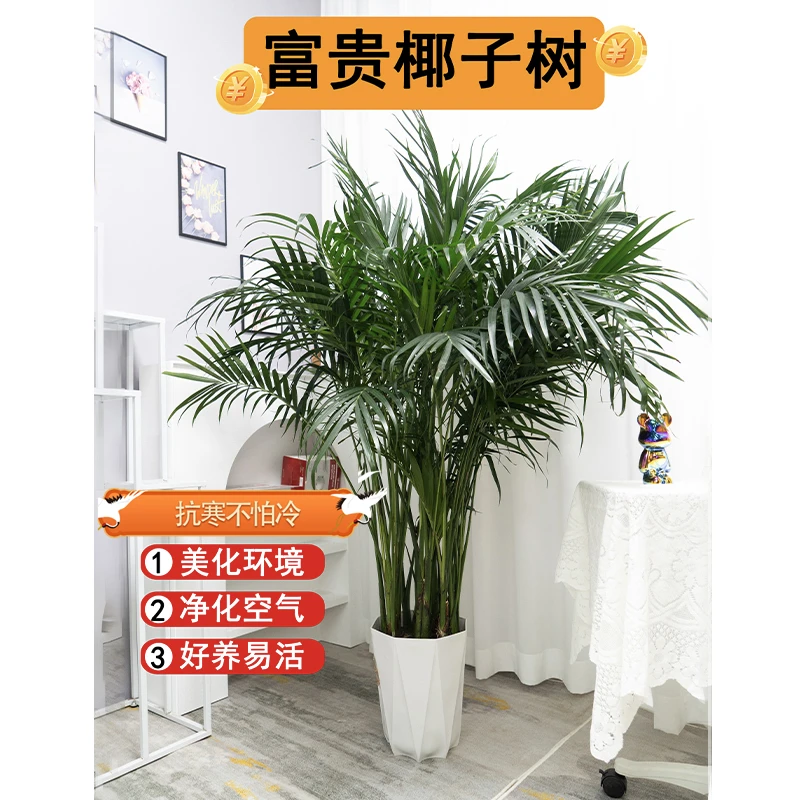 【平思花漾】富贵椰子1.41-1.5米8-10株苗盆栽室内客厅好养美观绿植