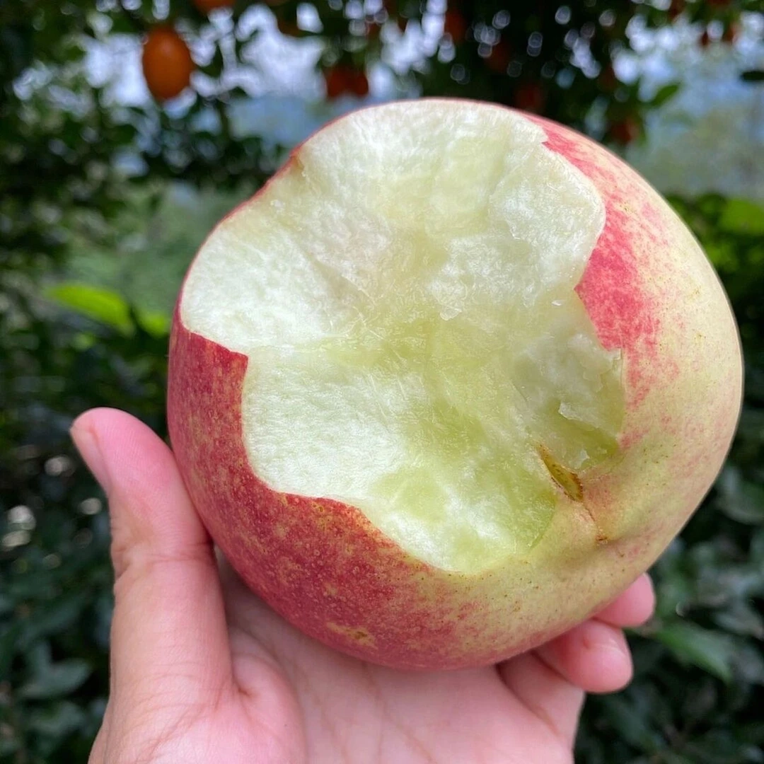 金秋红蜜桃6只约2.8斤