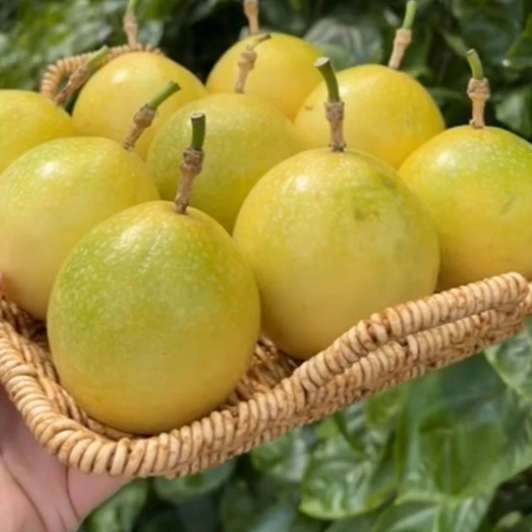 黄金百香果500克16.8元