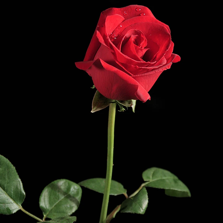 两只玫瑰全场包邮