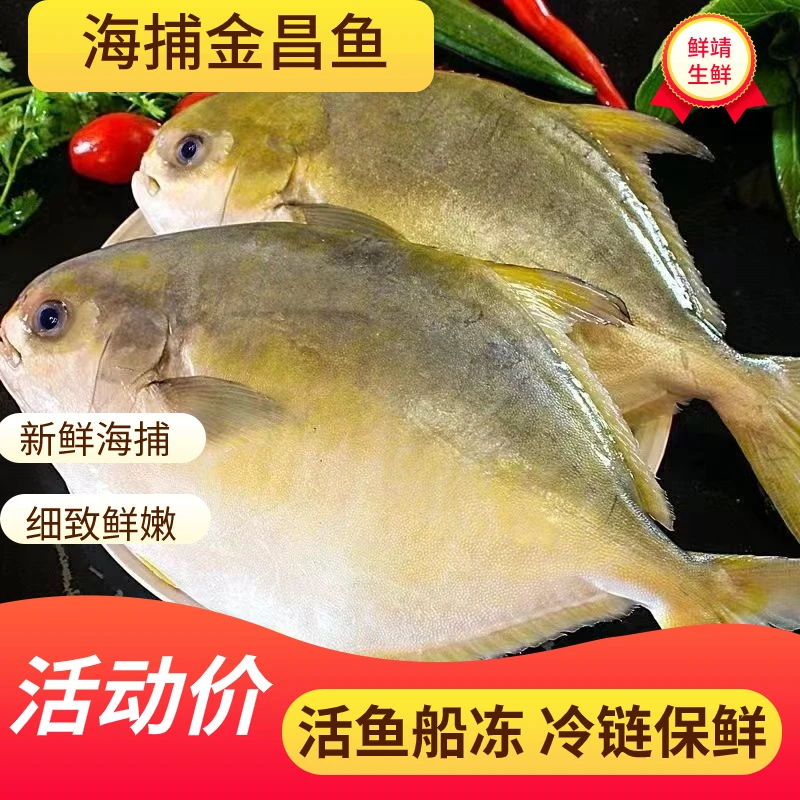 海捕船冻金鲳鱼鲜活冷冻特大金昌鱼鲳鱼海400-500克/条