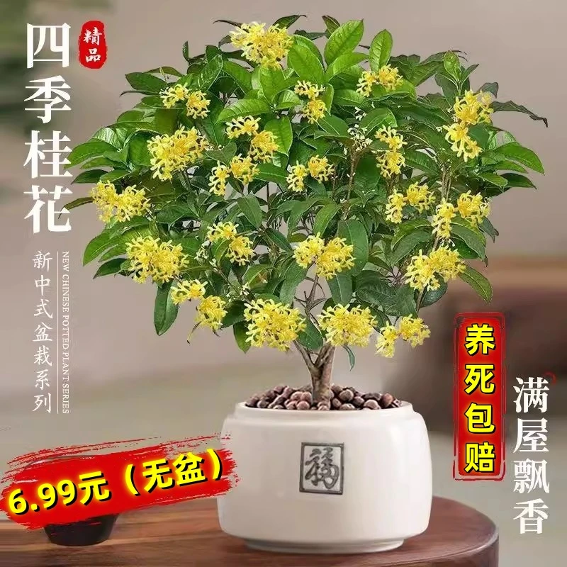 【6.99元精选无盆】四季桂花树苗盆栽室内花卉植物庭院浓香型绿植