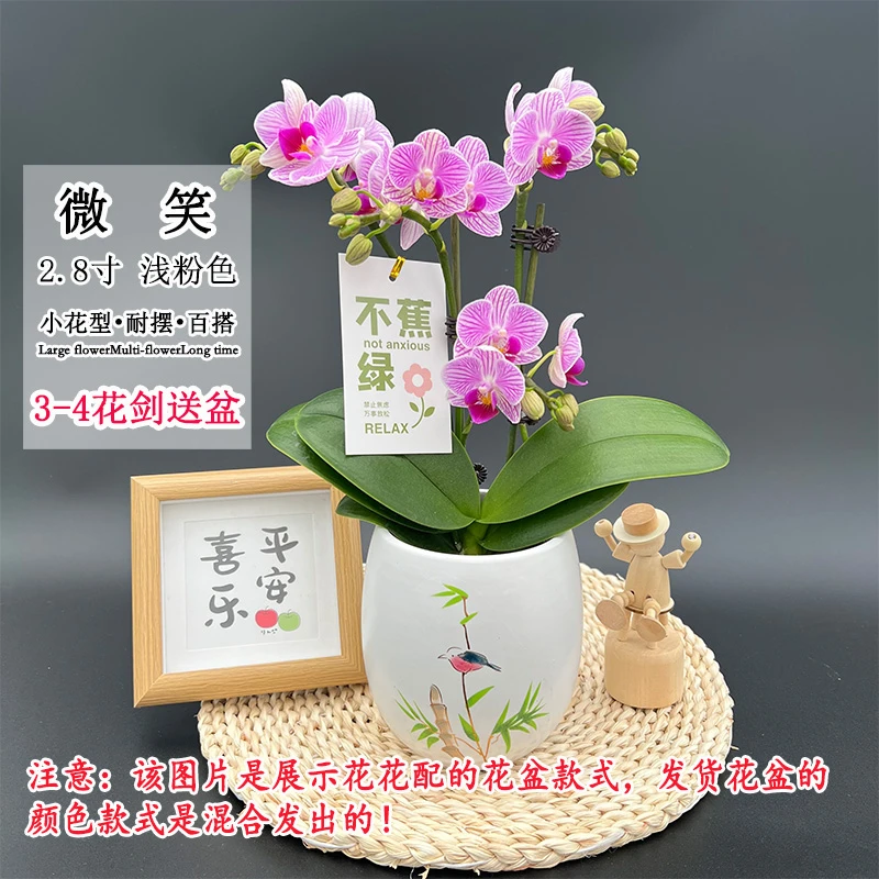 【微笑】四花剑送盆 经典蝴蝶兰 小花型 室内桌面好养绿植花卉