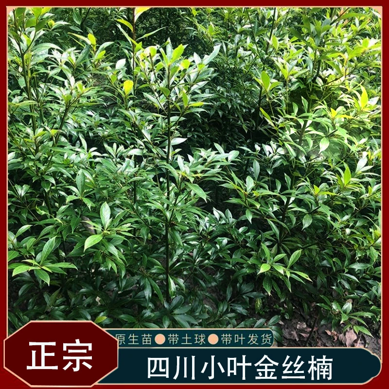 金丝楠木苗20-40公分金丝楠木树苗
