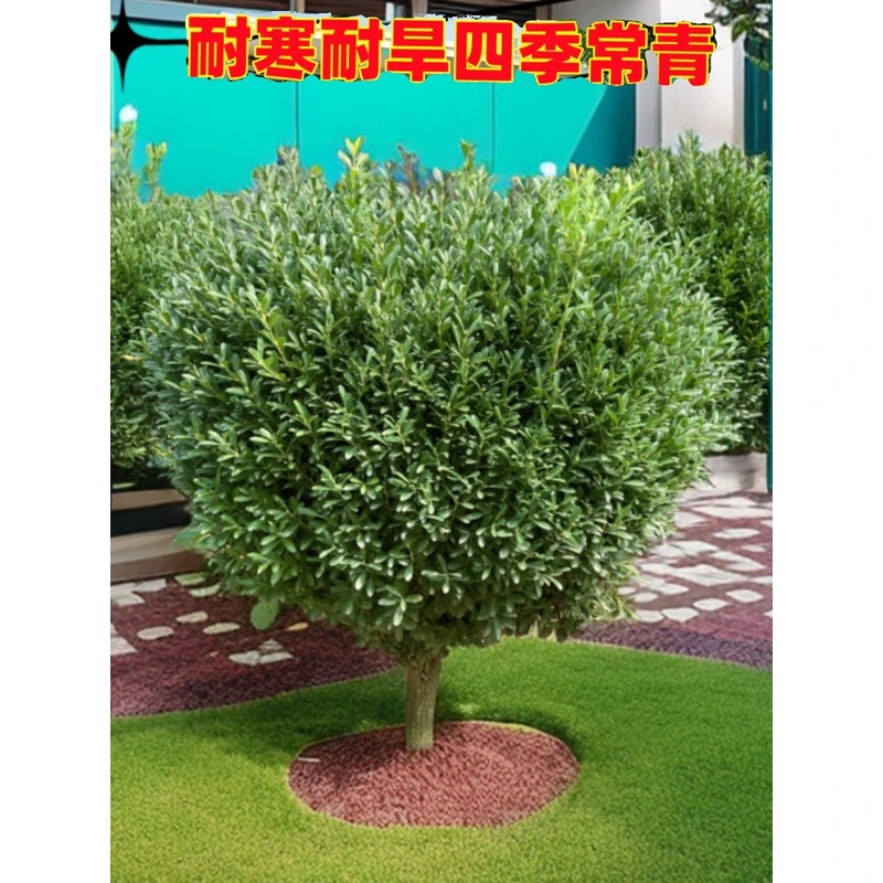 雀舌黄杨树苗盆景老桩庭院绿植盆栽四季常青风景树小叶瓜子黄杨球