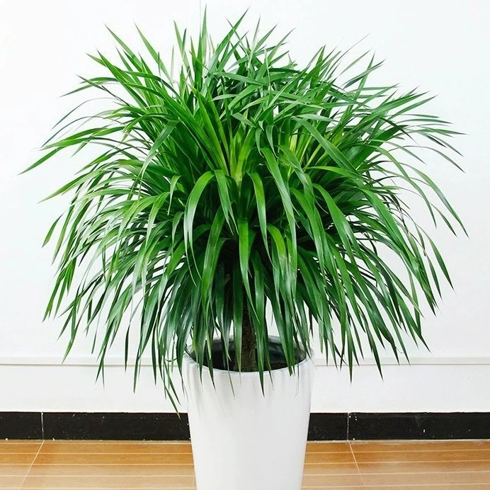 【热卖】龙须树大型绿植盆栽多头龙血树龙铁树发财树室内客厅花卉