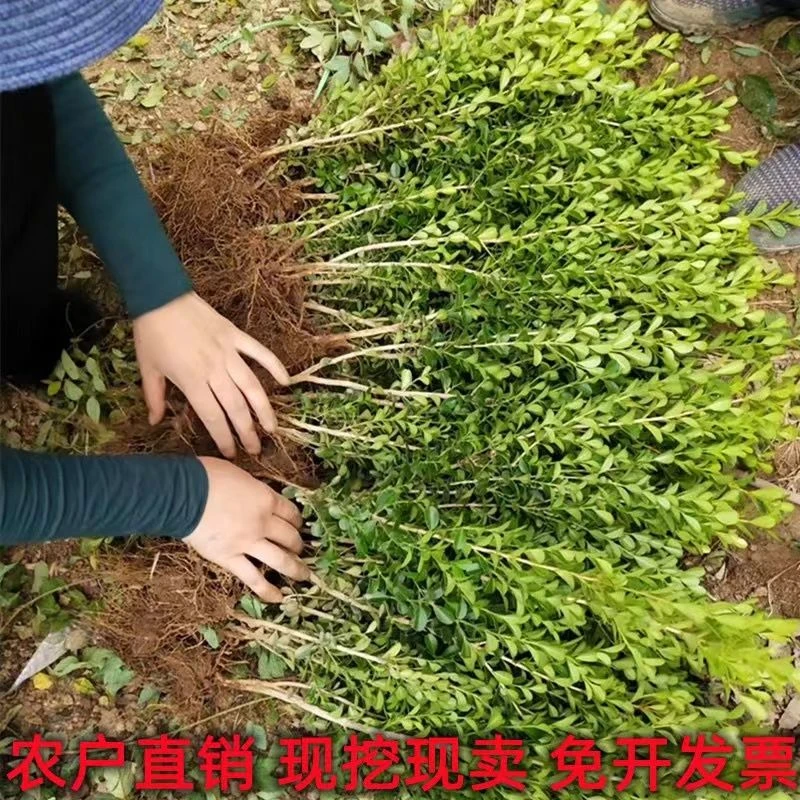 小叶黄杨瓜子黄杨苗四季常青耐寒耐热道路公园庭院室外绿化苗园林