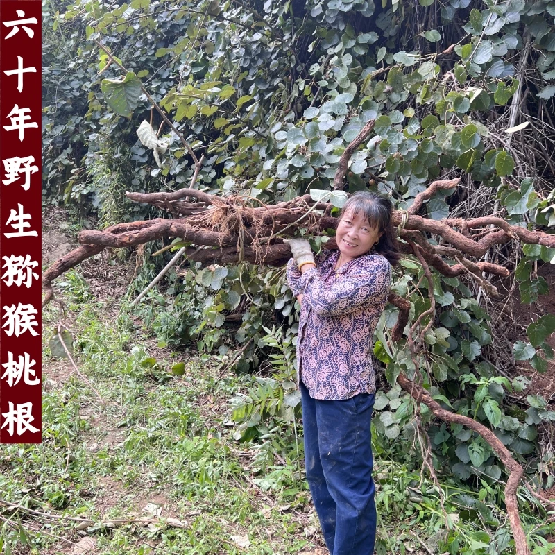 猕猴桃根野生猕猴桃根藤梨根精选农家自挖雄洋桃根切片自然晒干