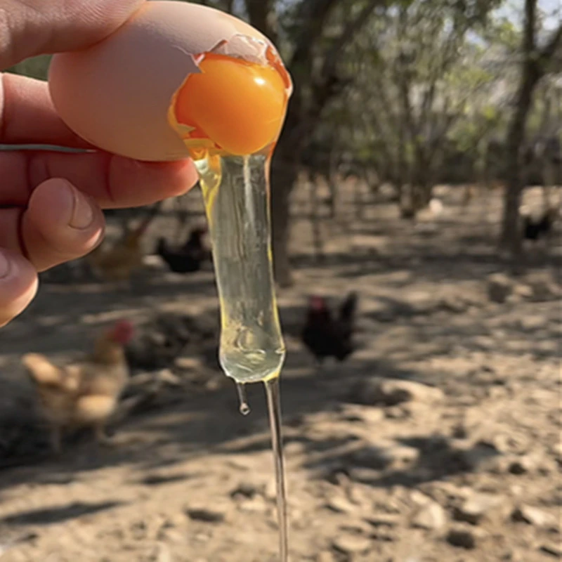 (五三农场瑜灵寺村)自家放养鸡蛋散养爬树土鸡蛋放养新鲜鸡蛋包邮