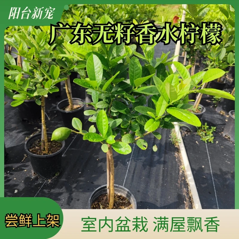 广东无籽香水柠檬盆栽可食用易养庭院花园居家果树盆栽